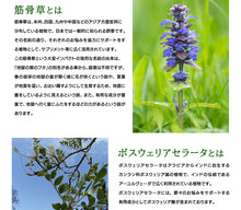 画像をギャラリービューアに読み込む, 筋骨草+ボスウェリアセラータ