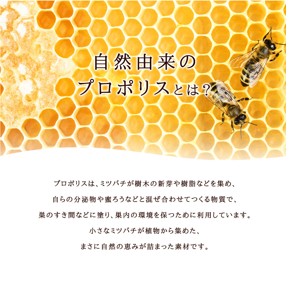 プロポリス – シードコムス本店