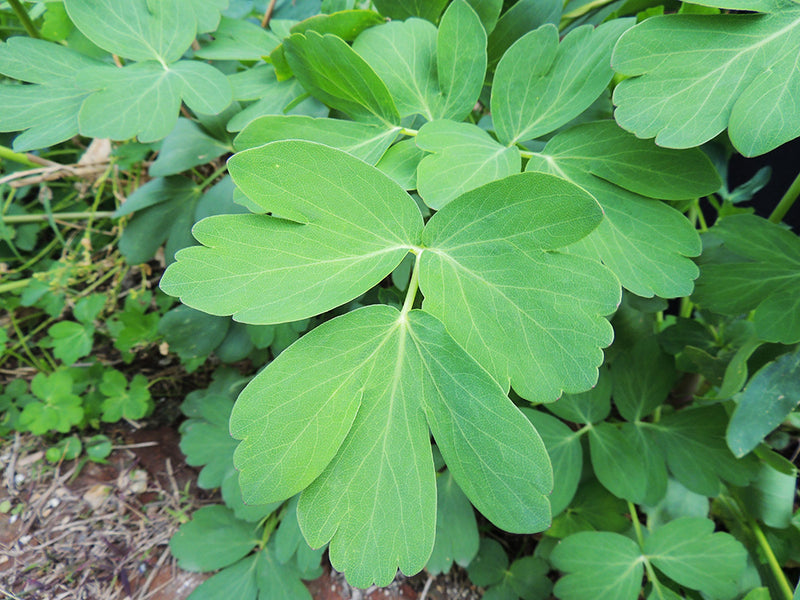 食べると寿命が延びる！？沖縄の「命の薬草」には、肥満抑制効果もあった！