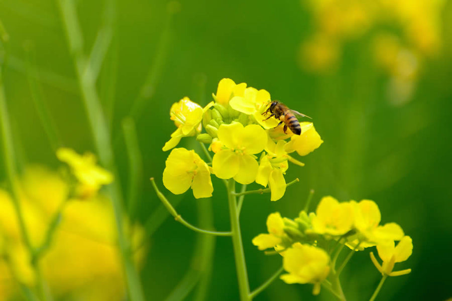 ミツバチ由来の成分を解説！「ハチミツ」「ローヤルゼリー」「プロポリス」の違いは？